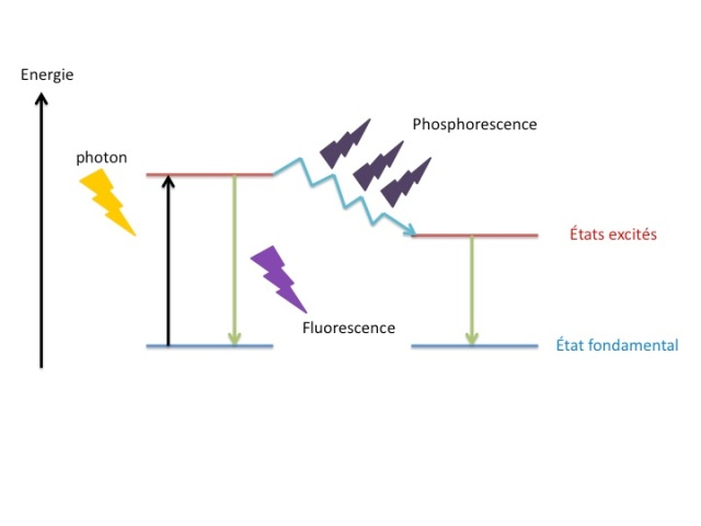 fluorescence et phosphorescence